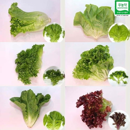 넉넉 무농약 유럽 샐러드 유러피안 쌈채소 4-6종 랜덤 1kg