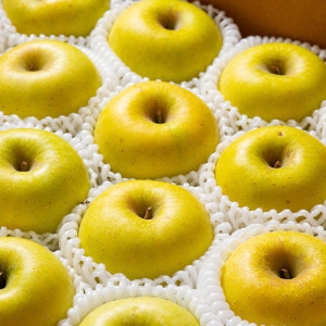 더싱싱  시나노골드 정품 15-18과 3kg