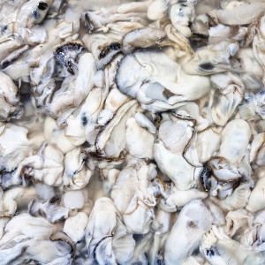 해동찬가  통영 싱싱한 햇 굴 2kg