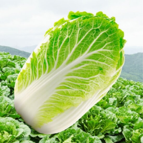 포미식탁  알배기 쌈배추 속노란 알 배추 개당이상