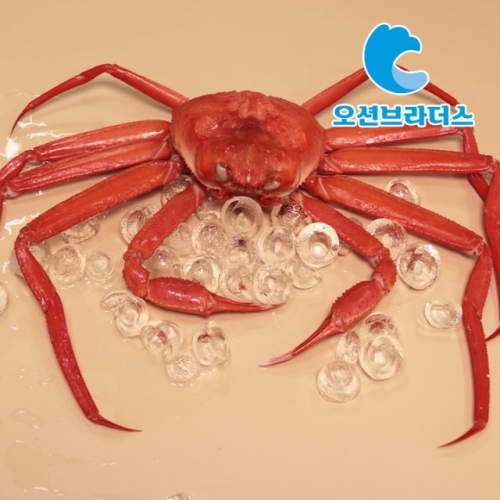 오션브라더스  포항 산지직송 홍게 자숙홍게 생물기준 3kg 실속형