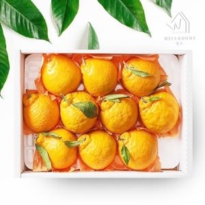 웰굿 제주직송 한라봉 선물세트 대과 4-6과 1.5kg