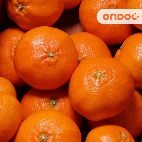 온도씨  고당도 레드향 중과 10~12과내외 2.5kg