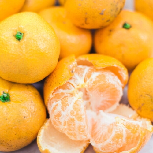 새콤달콤 과육이 꽉 찬 제철 제주 조생귤 10kg