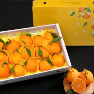 달찐과일  제주 한라봉 고급 선물세트 큰봉 11~18과 5kg