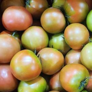 기린농장 찰토마토 소 5kg