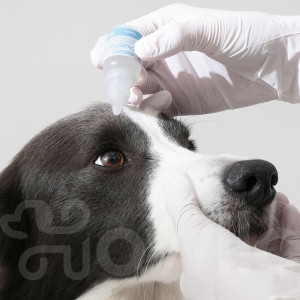 하울릭 퓨어톡 10ml