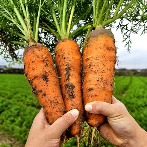 전라도청년  제주 구좌 흙당근 특상 요리용 5kg