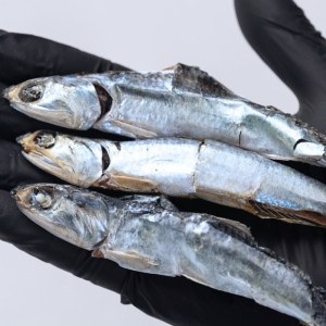 대한민국농수산  국내산 멸치 국산 국물 멸치 국멸치 신선멸치 국물용 대멸치 1.5kg