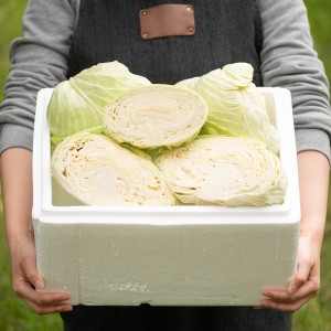 대한민국농수산  국내산 무농약 양배추 겉잎제거 아이스박스포장 / 국내산 양배추 500g 4 총 2kg