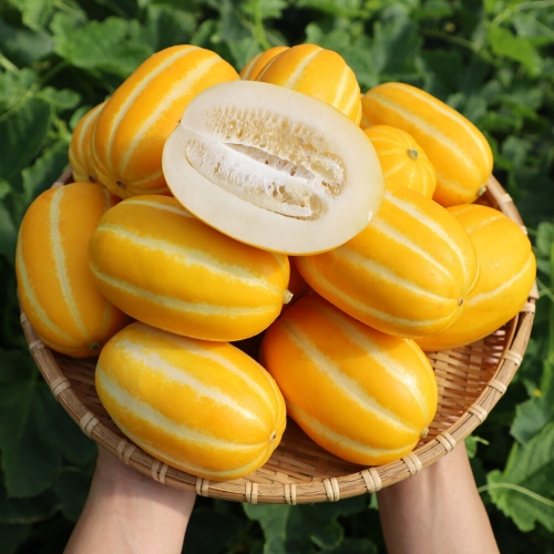 맛딜 달콤한 성주 꿀 참외 못난이 랜덤과 1kg