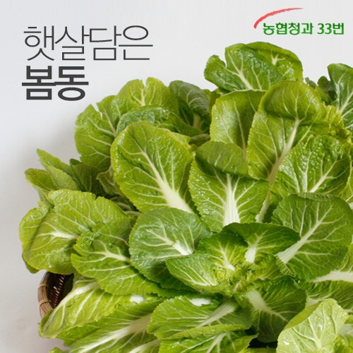 농협청과33번  싱그런 햇살담은 봄동 2kg