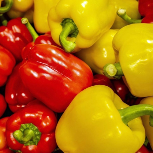 블루밍그린  국내산 빨강 노랑 혼합 파프리카 가정용 2kg