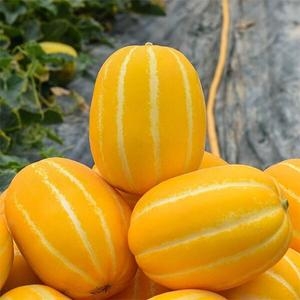 자연맛남  꿀맛남 정품 성주 참외 로얄과 11~16과 3kg