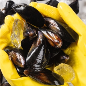 대한민국농수산  국내산 세척 생물 홍합 4kg /산지직송