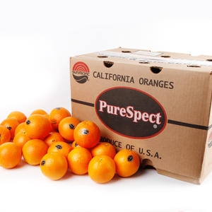 블랙라벨  고당도 오렌지 대과