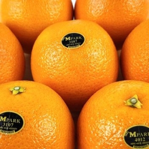 블랙라벨  오렌지 고당도 오렌지 오렌지 내외 중소과