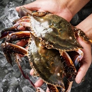 대한민국농수산  속이 꽉 찬 산지직송 급속냉동 암꽃게 2kg
