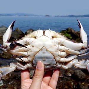 대한민국농수산  속이 꽉 찬 산지직송 급속냉동 암꽃게 3kg