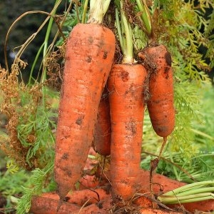 인정식탁  오늘의채소 못난이 쥬스용 흙당근 10kg