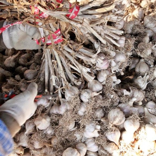 피그머니 의성 햇 마늘 대 반접 1.7kg