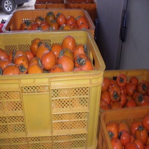 지리산농부  곶감용 감 고종시 115과내외 12kg