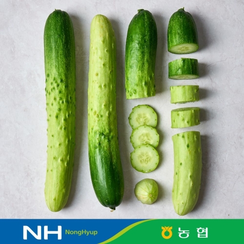 동김제농협  백다다기 오이 특상품 내외 취청오이 청오이