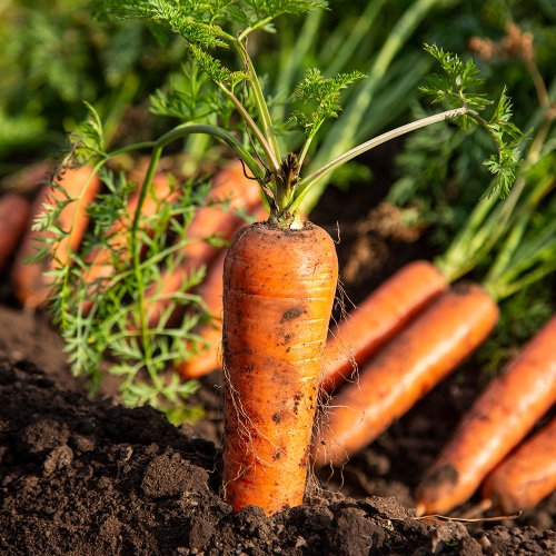 오늘의채소  제주구좌 쥬스용 흙당근 5kg