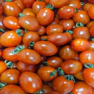 제이청과 대추방울토마토 3-4번 소과 2kg