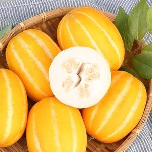 오늘담은  성주참외 못난이 랜덤과 2kg