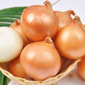 조이야드  25년 양파 특 5kg