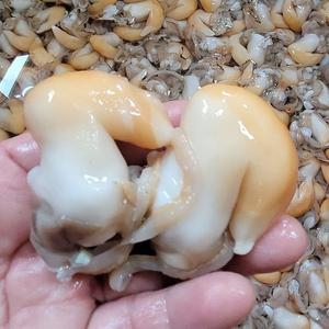 장보리  노랑새조개 200g