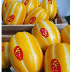 푸드박스 꿀벌 성주참외 가정용 소꼬마 35-45과 4.5kg