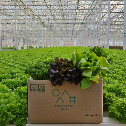 에상스팜  유러피안 상추 3종 랜덤 혼합1kg