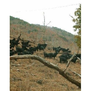 지리산건강마을 원조 지리산 방목 흑염소 110ml 120포