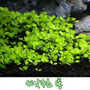 하나아쿠아  씨앗수초 1통/수초 씨앗/초보자/전경 수초/어항 장식