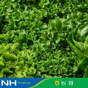 농협 식식한상 동김제 유러피안샐러드 1kg 4종 버터헤드 프릴아이스 로메인 등 6종 중 랜덤