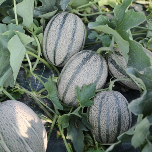 장보리  국내산 고령 칸탈로프 고당도 메론 3kg