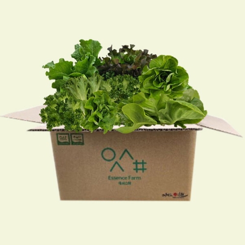 사그담  산지직송 유러피안 샐러드 야채 1kg 로메인 상추 버터헤드 모듬쌈 쌈채소