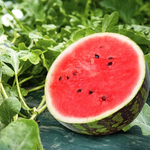 논산  꿀단지 수박 고당도 4-5kg