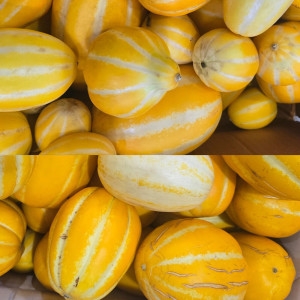 현농부  꿀벌 성주참외 가정용 못난이 랜덤과 10kg