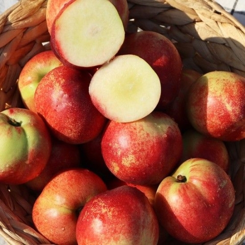 과일꾼  단, 2주만 판매 하얀 과육 당도 높은 신비복숭아 중소과/로얄과