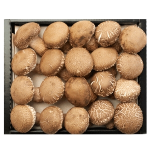 청산사랑농원 생송고버섯 특 1kg [1개] - 에누리 가격비교