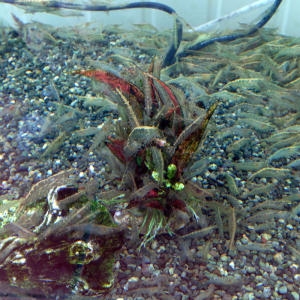 카즈미  bizidduk 생이새우 5마리 /이끼제거용/열대어/관상어/생먹이