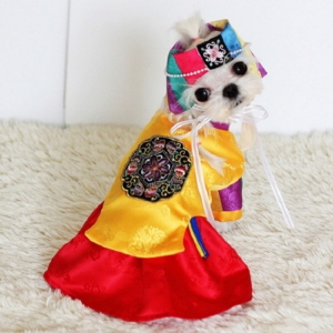 퍼피짱 애견한복 아씨 배자