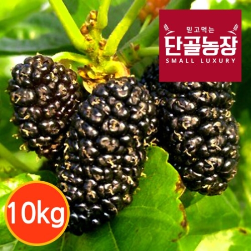 단골농장 내장산 토종 오디 생과 10kg 급냉