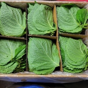 야채맘  백양사 펴진 깻잎 2kg내외