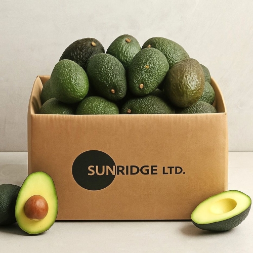 썬리지  후숙 잘되는 아보카도 중소과 중대과 특대과 최상급 아보카토 6과 10과