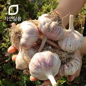 자연닮음  국산 밭 저장 장아찌용 통마늘 대 3kg 2025 햇마늘
