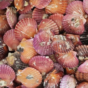 맛군  달큰한 통영 비단가리비 4kg